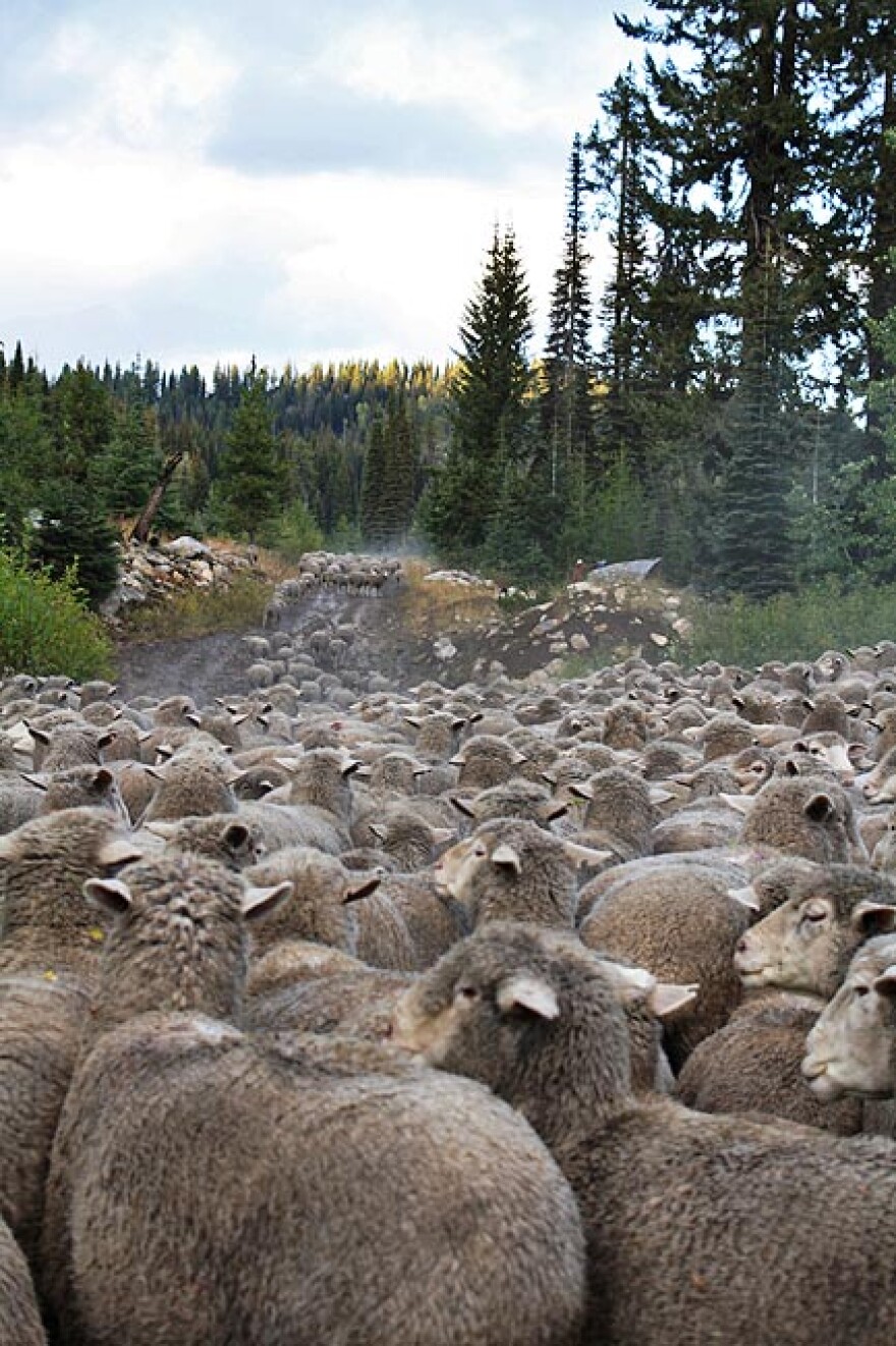 More than 2,000 sheep belonging to the Soulen Livestock Company flow flow through a state forest near McCall, Idaho. Photo by Jessica Robinson